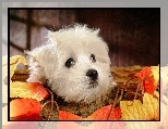 Bichon Frise, Listki